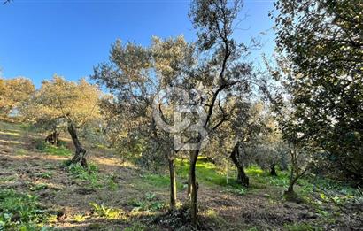BURSA ORHANGAZİ ÇAKIRLI 917M2 SATILIK ZEYTİNLİK