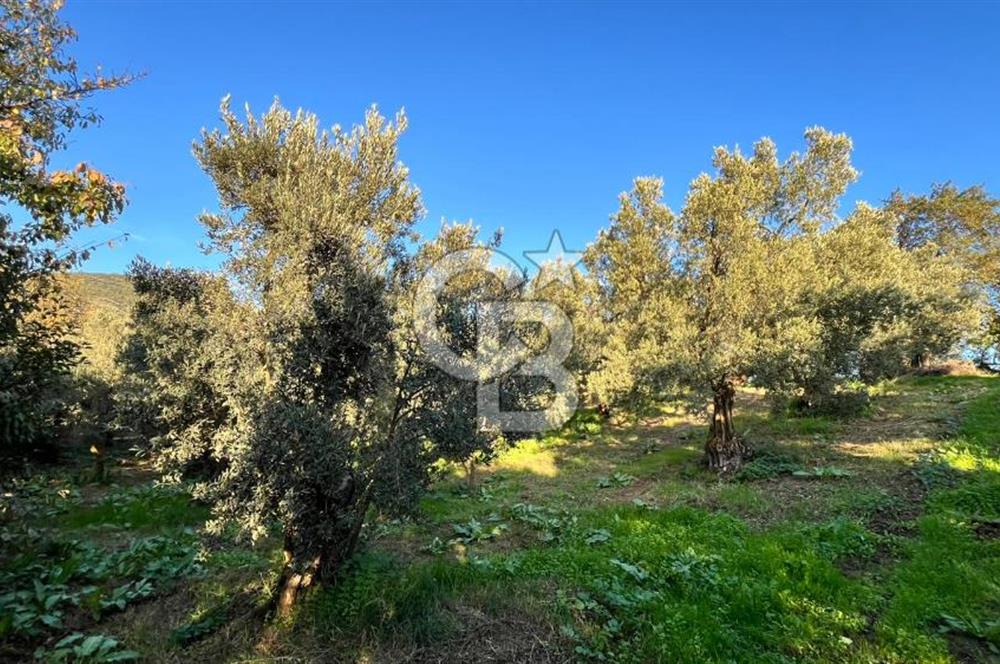 BURSA ORHANGAZİ ÇAKIRLI 917M2 SATILIK ZEYTİNLİK