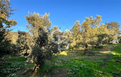 BURSA ORHANGAZİ ÇAKIRLI 917M2 SATILIK ZEYTİNLİK