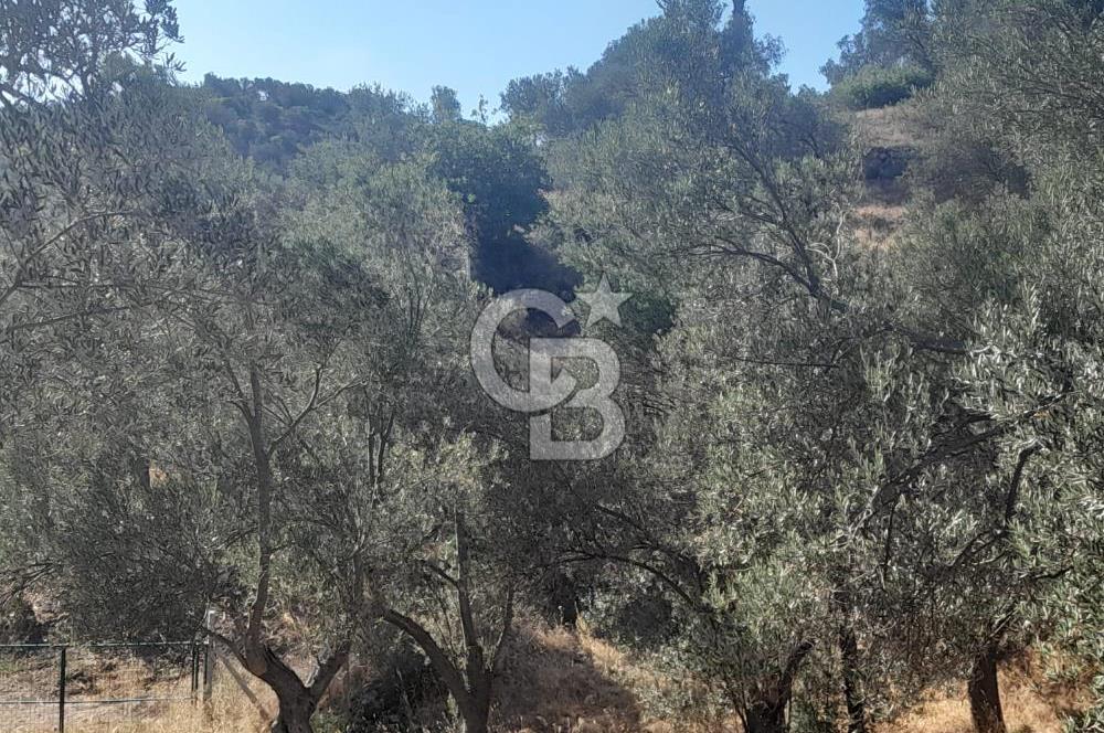 HAVRAN TEMAŞALIK KÖYÜNDE YATIRIMLIK ZEYTİNLİK