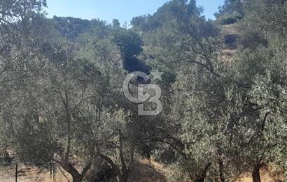 HAVRAN TEMAŞALIK KÖYÜNDE YATIRIMLIK ZEYTİNLİK