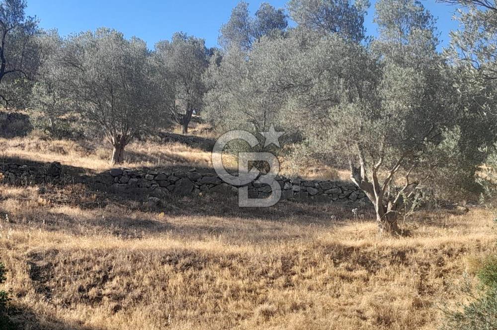 HAVRAN TEMAŞALIK KÖYÜNDE YATIRIMLIK ZEYTİNLİK