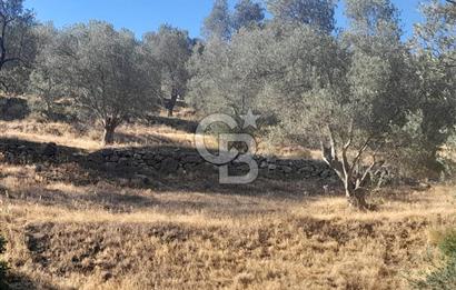 HAVRAN TEMAŞALIK KÖYÜNDE YATIRIMLIK ZEYTİNLİK