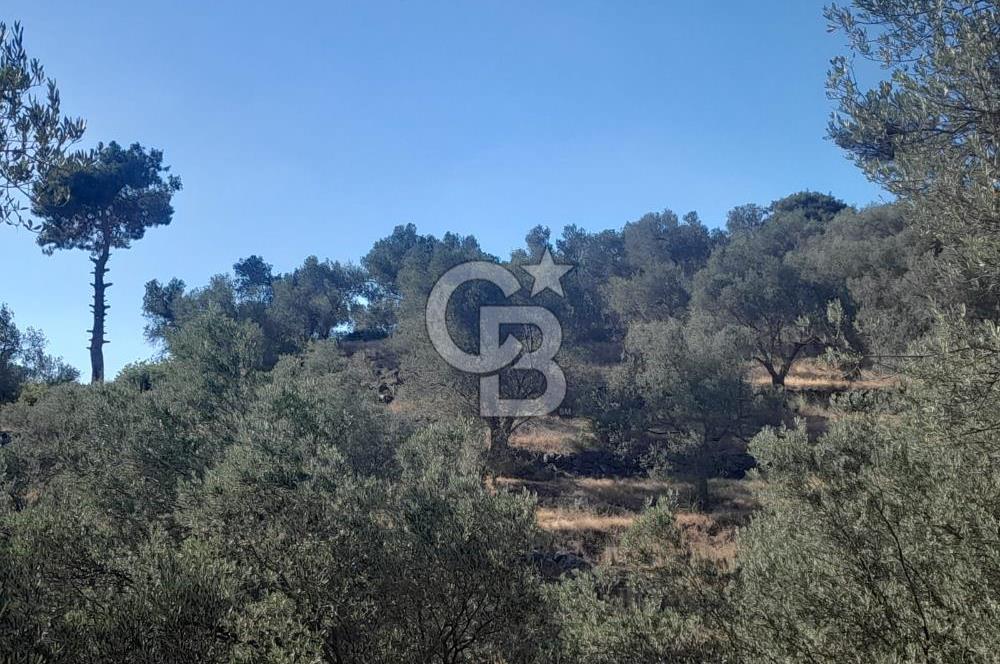 HAVRAN TEMAŞALIK KÖYÜNDE YATIRIMLIK ZEYTİNLİK