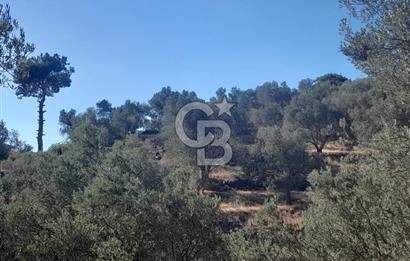 HAVRAN TEMAŞALIK KÖYÜNDE YATIRIMLIK ZEYTİNLİK