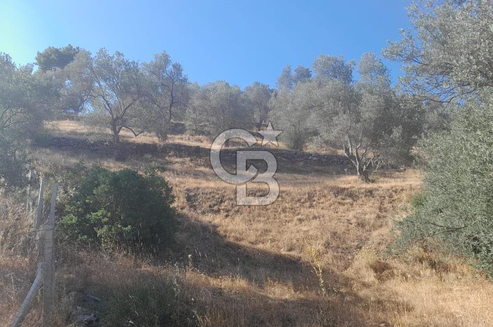 HAVRAN TEMAŞALIK KÖYÜNDE YATIRIMLIK ZEYTİNLİK