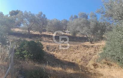 HAVRAN TEMAŞALIK KÖYÜNDE YATIRIMLIK ZEYTİNLİK