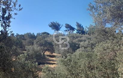 HAVRAN TEMAŞALIK KÖYÜNDE YATIRIMLIK ZEYTİNLİK