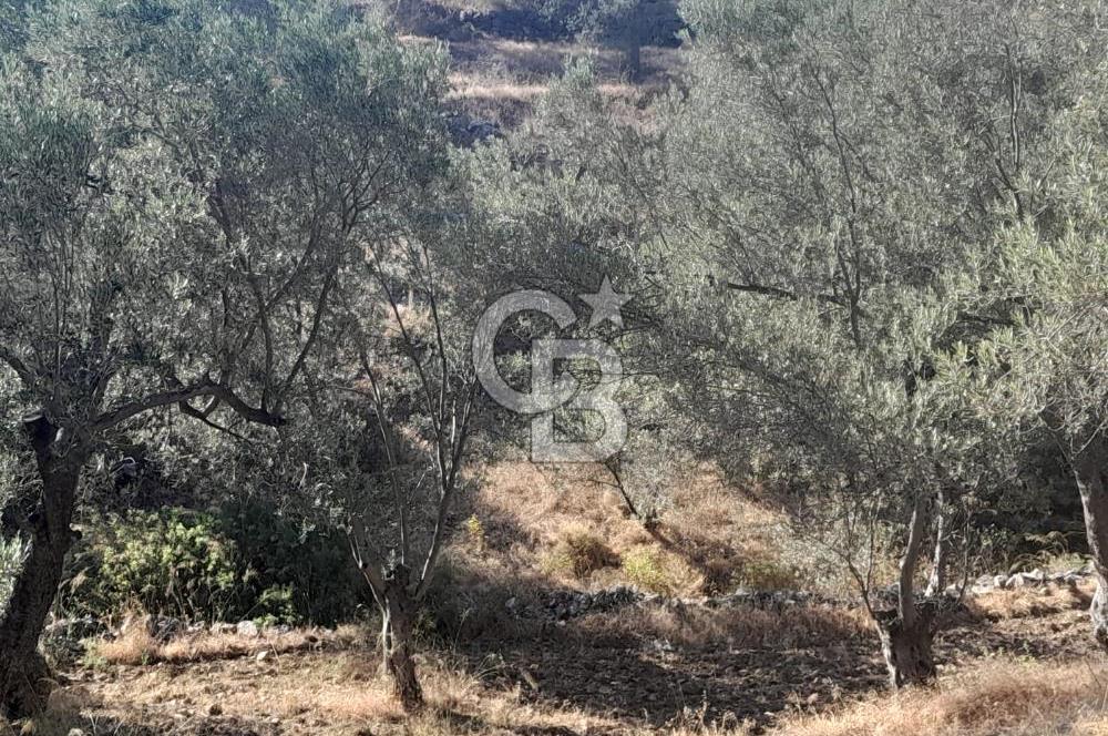 HAVRAN TEMAŞALIK KÖYÜNDE YATIRIMLIK ZEYTİNLİK