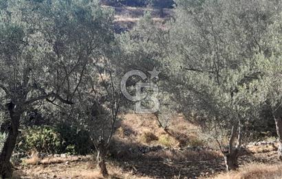 HAVRAN TEMAŞALIK KÖYÜNDE YATIRIMLIK ZEYTİNLİK