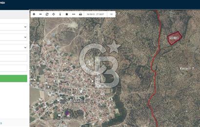 HAVRAN TEMAŞALIK KÖYÜNDE YATIRIMLIK ZEYTİNLİK