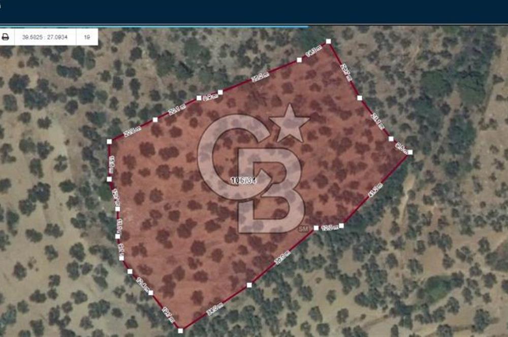 HAVRAN TEMAŞALIK KÖYÜNDE YATIRIMLIK ZEYTİNLİK