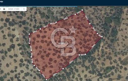 HAVRAN TEMAŞALIK KÖYÜNDE YATIRIMLIK ZEYTİNLİK