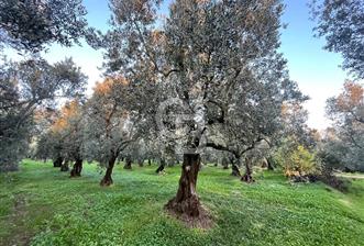 BURSA ORHANGAZİ ÇAKIRLI 786 M2 SATILIK ZEYTİNLİK!. - 7 - 318693