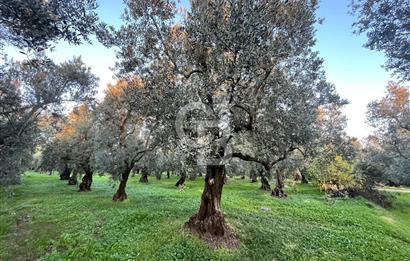 BURSA ORHANGAZİ ÇAKIRLI 786 M2 SATILIK ZEYTİNLİK!.