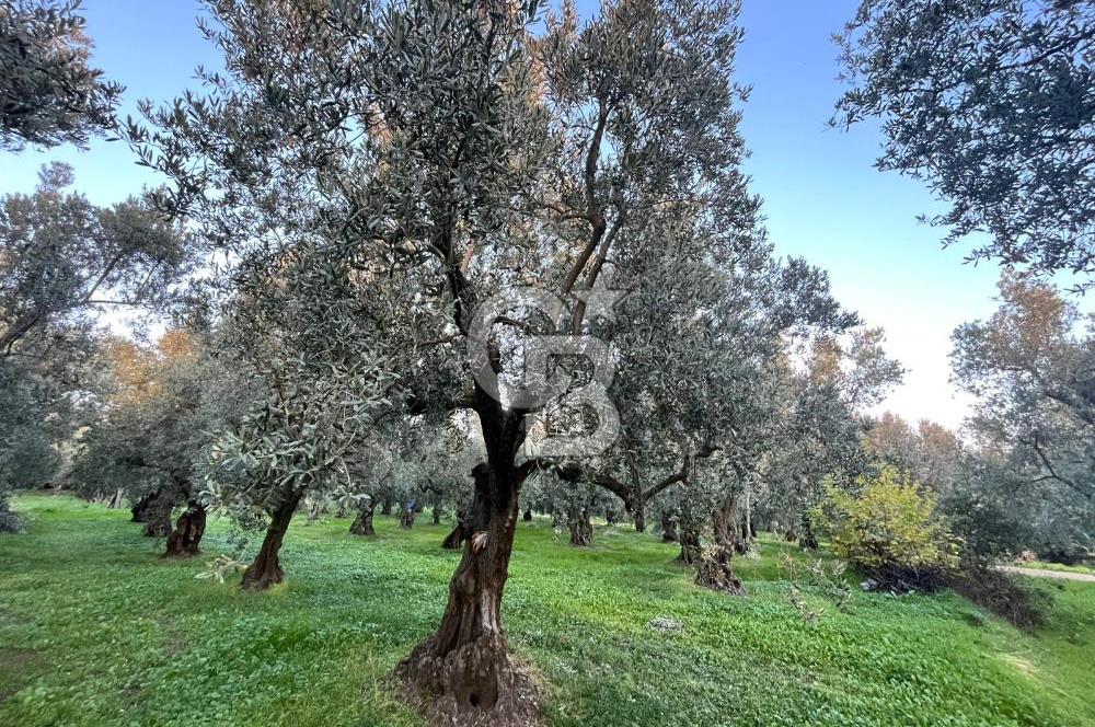 BURSA ORHANGAZİ ÇAKIRLI 786 M2 SATILIK ZEYTİNLİK!.