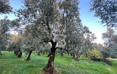 BURSA ORHANGAZİ ÇAKIRLI 786 M2 SATILIK ZEYTİNLİK!.