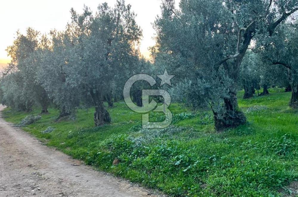 BURSA ORHANGAZİ ÇAKIRLI 786 M2 SATILIK ZEYTİNLİK!.