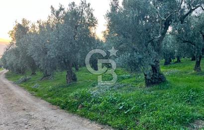 BURSA ORHANGAZİ ÇAKIRLI 786 M2 SATILIK ZEYTİNLİK!.