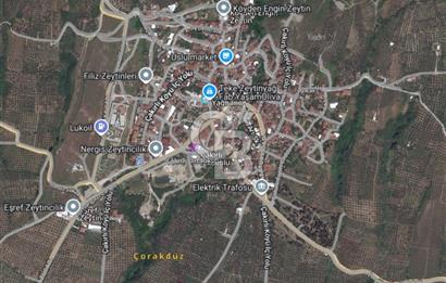 BURSA ORHANGAZİ ÇAKIRLI 786 M2 SATILIK ZEYTİNLİK!.