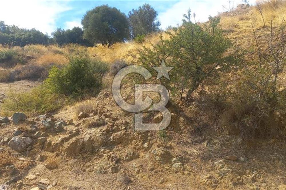 Seferihisar Eski Orhanlı Köyü Köyiçi İmarlı 451 m2 Satılık Fırsat Arsa