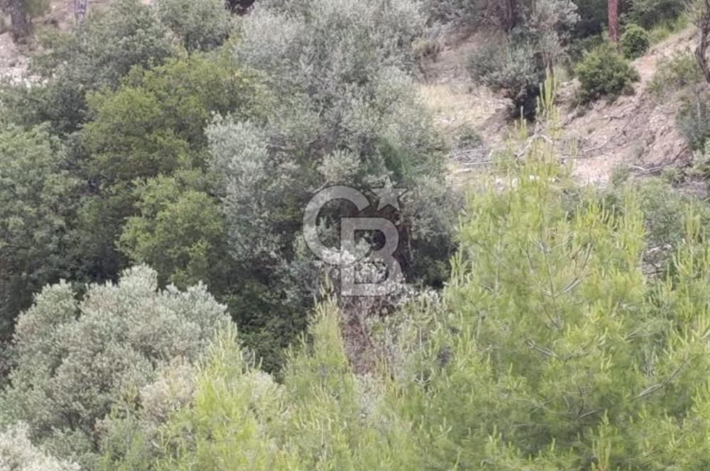 CB GİZ'DEN KAŞ KEMER'DE SATILIK TARLA