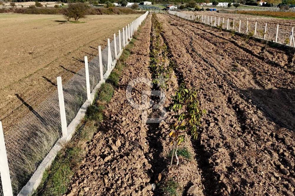 URLA BİRGİ'de SATILIK 2739 M2 TARLA