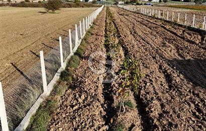 URLA BİRGİ'de SATILIK 2739 M2 TARLA