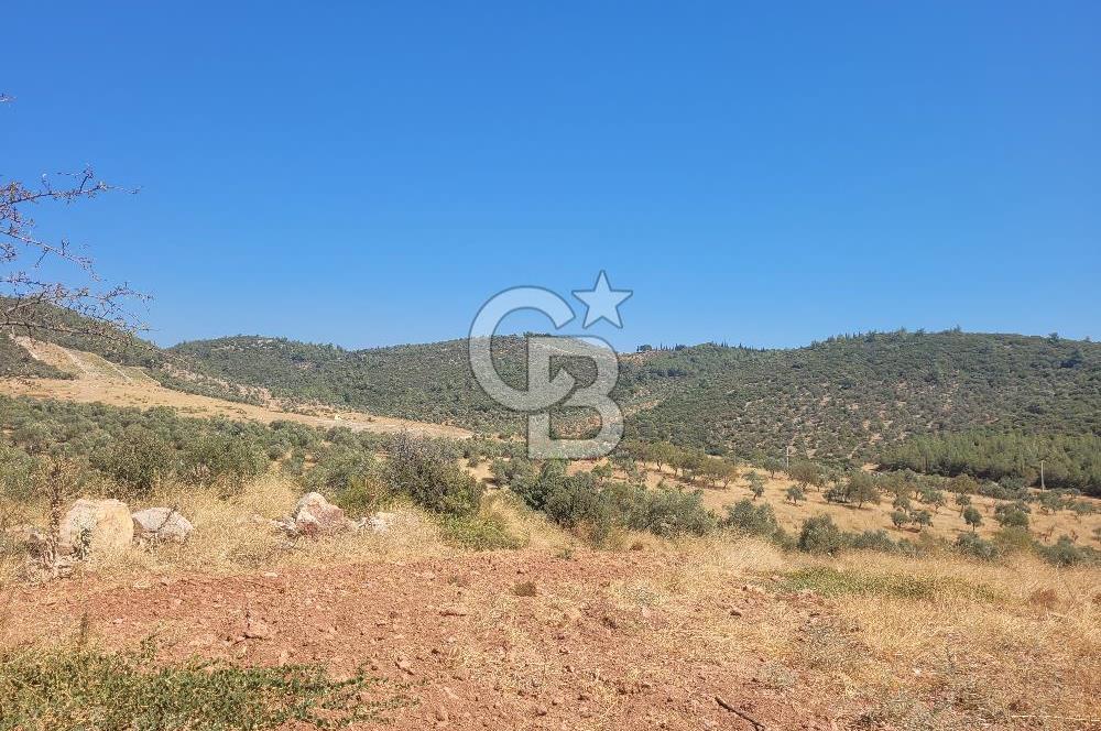 izmir torbalı satılık tarla.