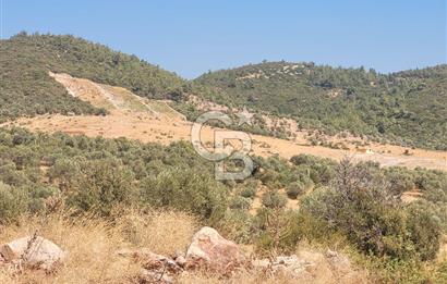 izmir torbalı satılık tarla.