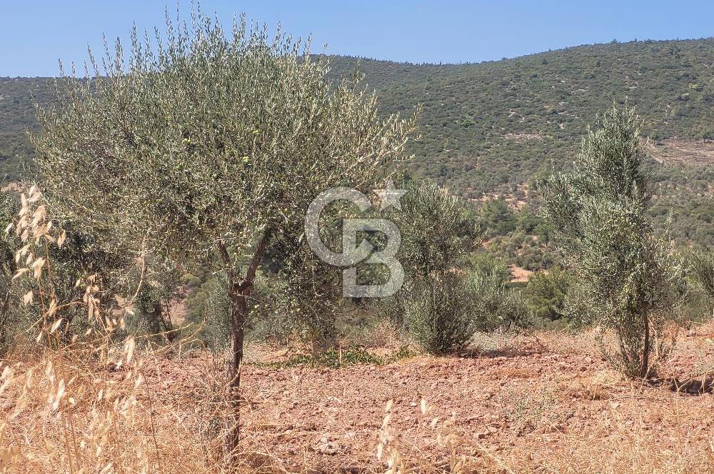 izmir torbalı satılık tarla.