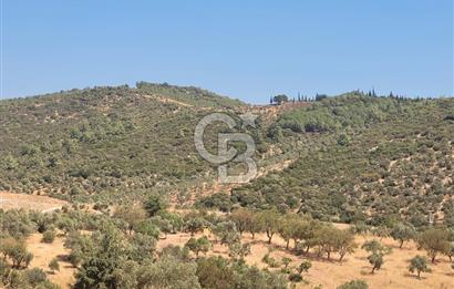 izmir torbalı satılık tarla.