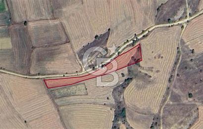 MUSELAND'DAN UŞAK'TA DÖRT DÖNÜM YATIRIMLIK KİRACILI TARLA