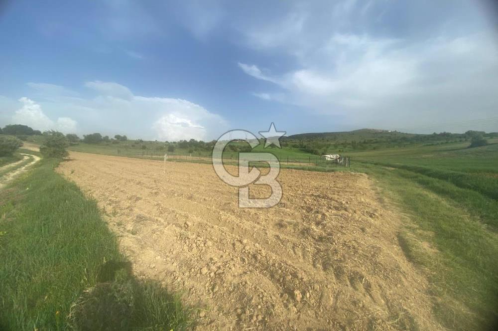 MUSELAND'DAN UŞAK'TA DÖRT DÖNÜM YATIRIMLIK KİRACILI TARLA