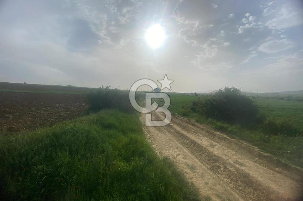 MUSELAND'DAN UŞAK'TA DÖRT DÖNÜM YATIRIMLIK KİRACILI TARLA