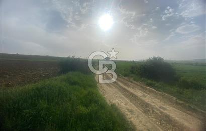 MUSELAND'DAN UŞAK'TA DÖRT DÖNÜM YATIRIMLIK KİRACILI TARLA