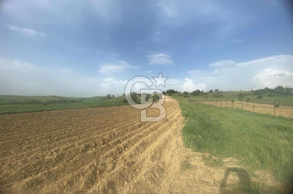 MUSELAND'DAN UŞAK'TA DÖRT DÖNÜM YATIRIMLIK KİRACILI TARLA