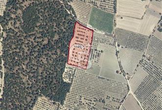 MANİSA KIRKAĞAÇ HAMİTLİ KÖYÜNDE SATILIK ZEYTİNLİK - 7 - 318847