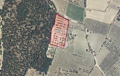 MANİSA KIRKAĞAÇ HAMİTLİ KÖYÜNDE SATILIK ZEYTİNLİK