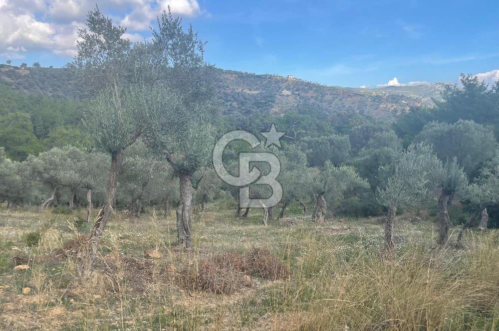 SEFERİHİSAR ORHANLIDA KÖYE 500 METRE TEK TAPU 8.430.00 M2 TARLA 