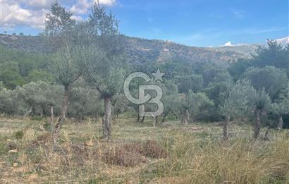 SEFERİHİSAR ORHANLIDA KÖYE 500 METRE TEK TAPU 8.430.00 M2 TARLA 