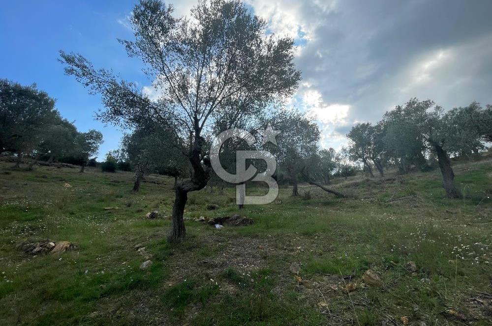 SEFERİHİSAR ORHANLIDA KÖYE 500 METRE TEK TAPU 8.430.00 M2 TARLA 