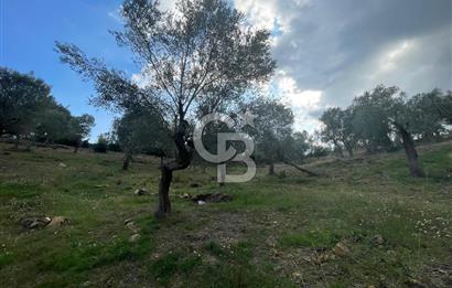 SEFERİHİSAR ORHANLIDA KÖYE 500 METRE TEK TAPU 8.430.00 M2 TARLA 