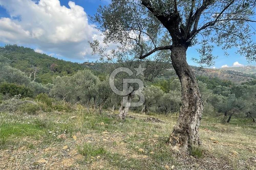 SEFERİHİSAR ORHANLIDA KÖYE 500 METRE TEK TAPU 8.430.00 M2 TARLA 