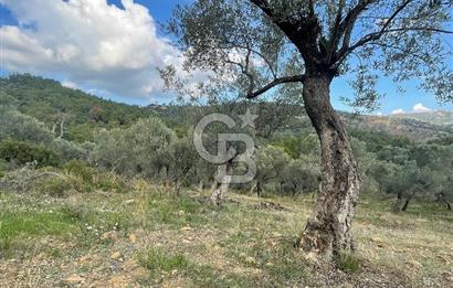 SEFERİHİSAR ORHANLIDA KÖYE 500 METRE TEK TAPU 8.430.00 M2 TARLA 