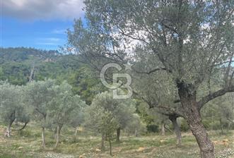 SEFERİHİSAR ORHANLIDA KÖYE 500 METRE TEK TAPU 8.430.00 M2 TARLA  - 5 - 318859