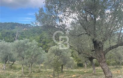 SEFERİHİSAR ORHANLIDA KÖYE 500 METRE TEK TAPU 8.430.00 M2 TARLA 