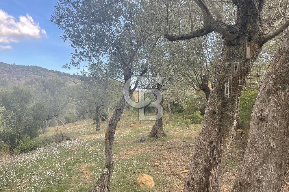 SEFERİHİSAR ORHANLIDA KÖYE 500 METRE TEK TAPU 8.430.00 M2 TARLA 