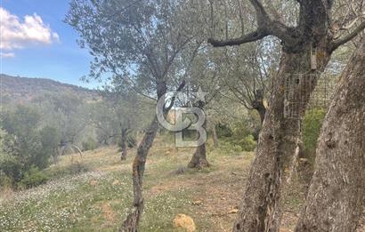 SEFERİHİSAR ORHANLIDA KÖYE 500 METRE TEK TAPU 8.430.00 M2 TARLA 