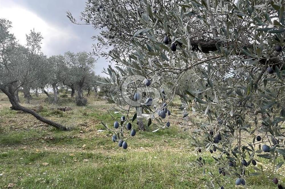 SEFERİHİSAR ORHANLIDA KÖYE 500 METRE TEK TAPU 8.430.00 M2 TARLA 